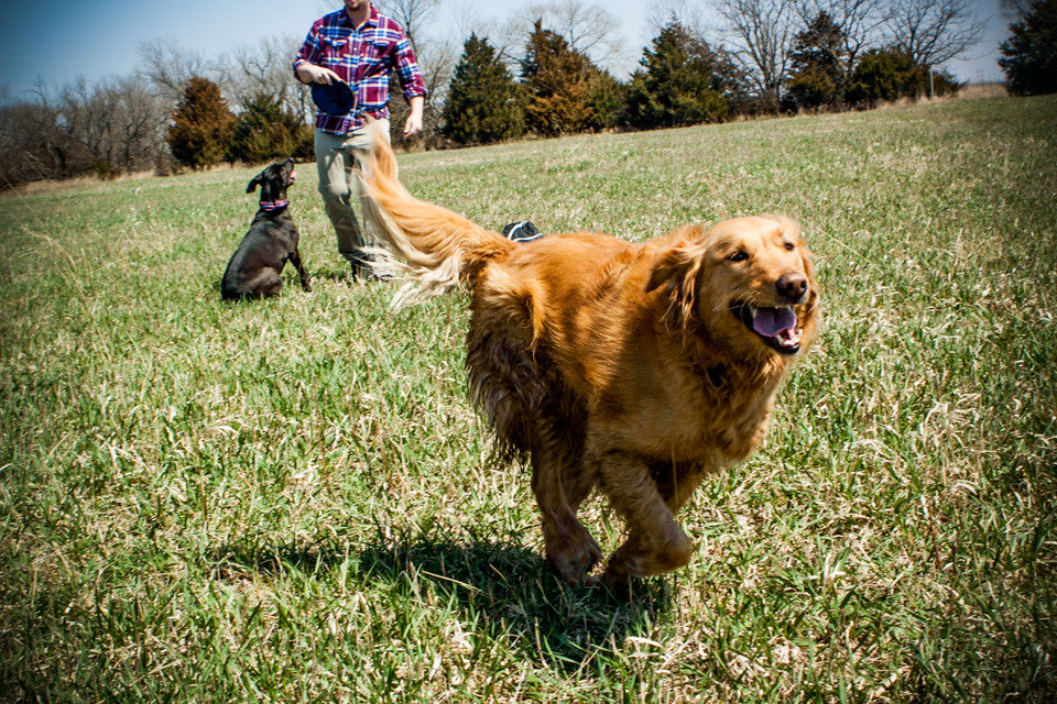 Golden Retriever rennt froh über eine Wiese – Pfotenwerk Hero-Banner